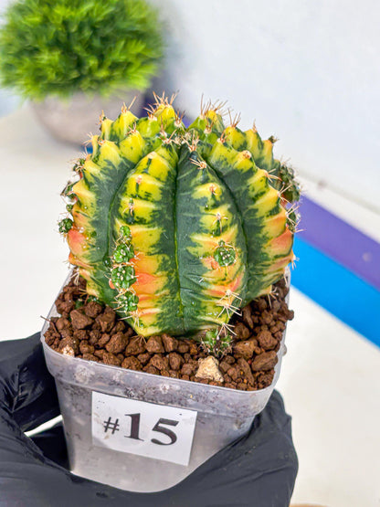 Gymnocalycium Mandarin (gy7) (g4) | Rare Hybrid cactus