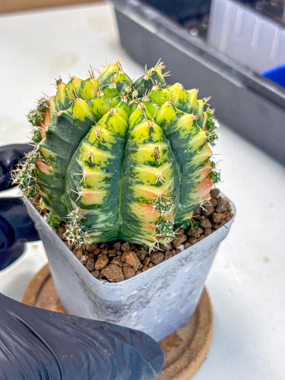 Gymnocalycium Mandarin (gy7) (g4) | Rare Hybrid cactus