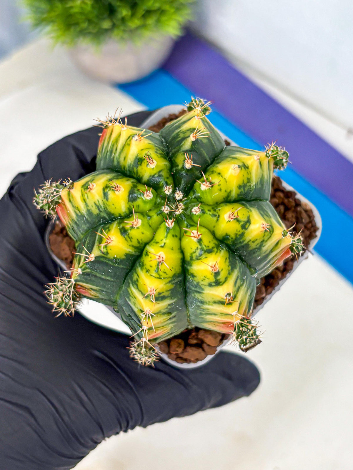 Gymnocalycium Mandarin (gy7) (g4) | Rare Hybrid cactus