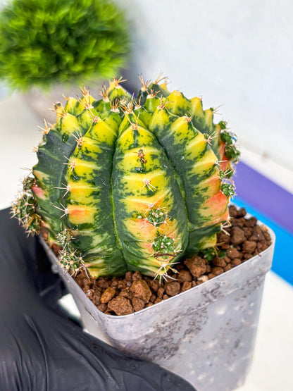 Gymnocalycium Mandarin (gy7) (g4) | Rare Hybrid cactus