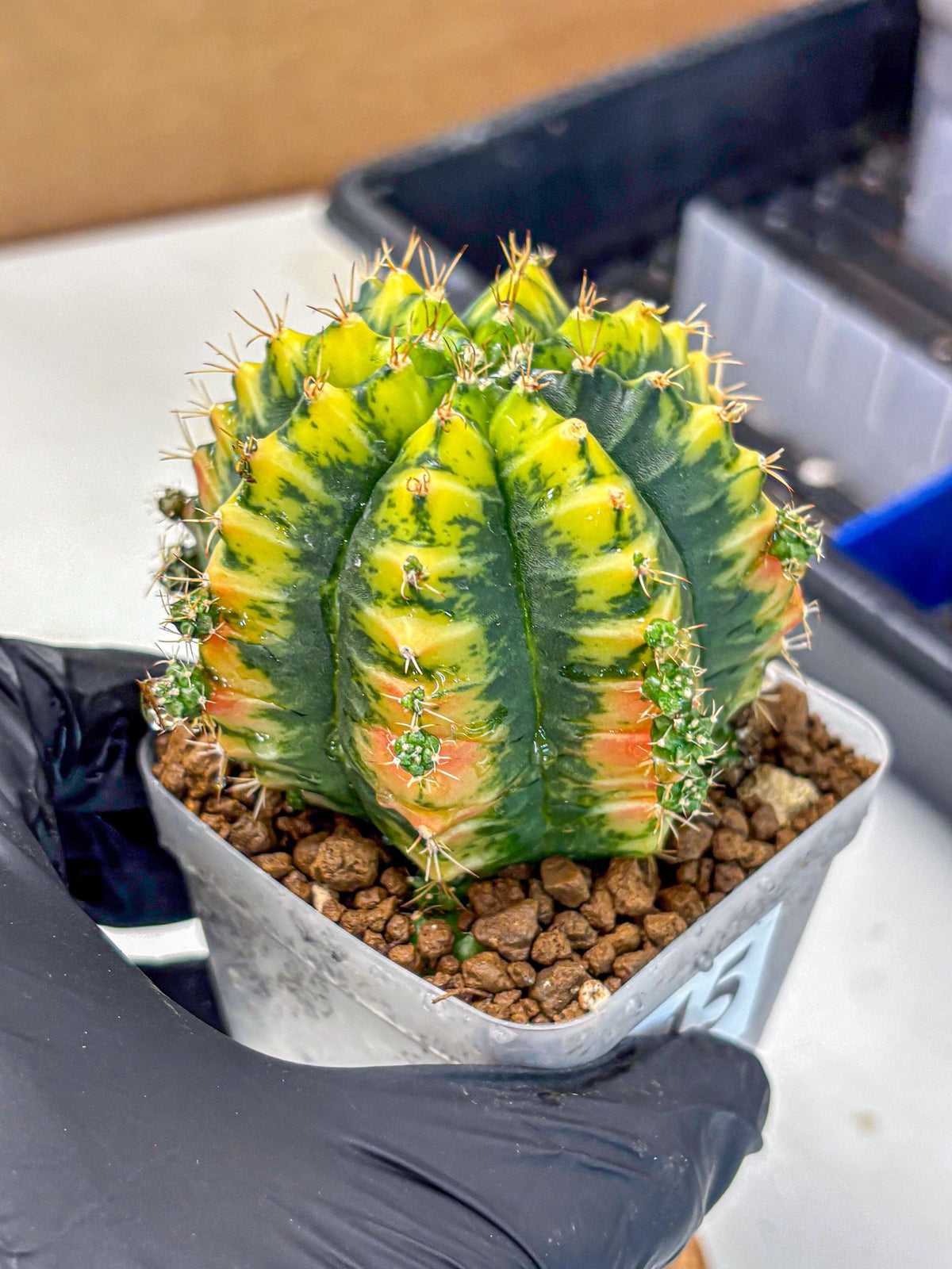 Gymnocalycium Mandarin (gy7) (g4) | Rare Hybrid cactus