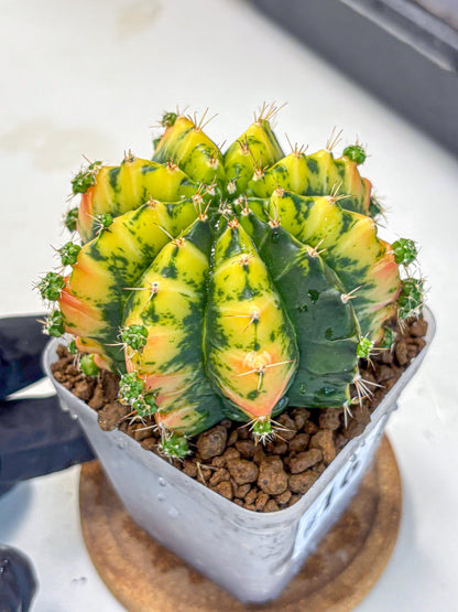 Gymnocalycium Mandarin (gy7) (g3) | Rare Hybrid cactus