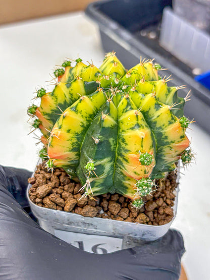 Gymnocalycium Mandarin (gy7) (g3) | Rare Hybrid cactus