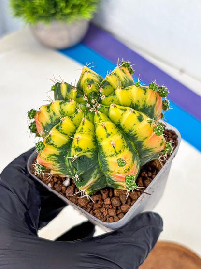 Gymnocalycium Mandarin (gy7) (g3) | Rare Hybrid cactus