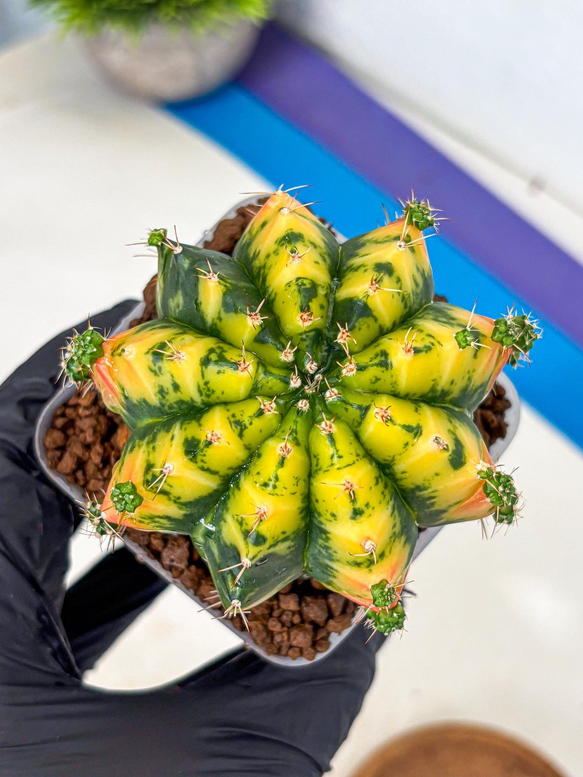 Gymnocalycium Mandarin (gy7) (g3) | Rare Hybrid cactus