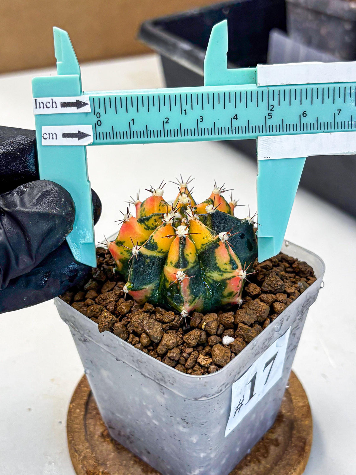 Gymnocalycium Honey Orange (gy7) (b2) | Rare Hybrid cactus