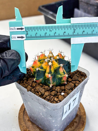 Gymnocalycium Honey Orange (gy7) (b2) | Rare Hybrid cactus