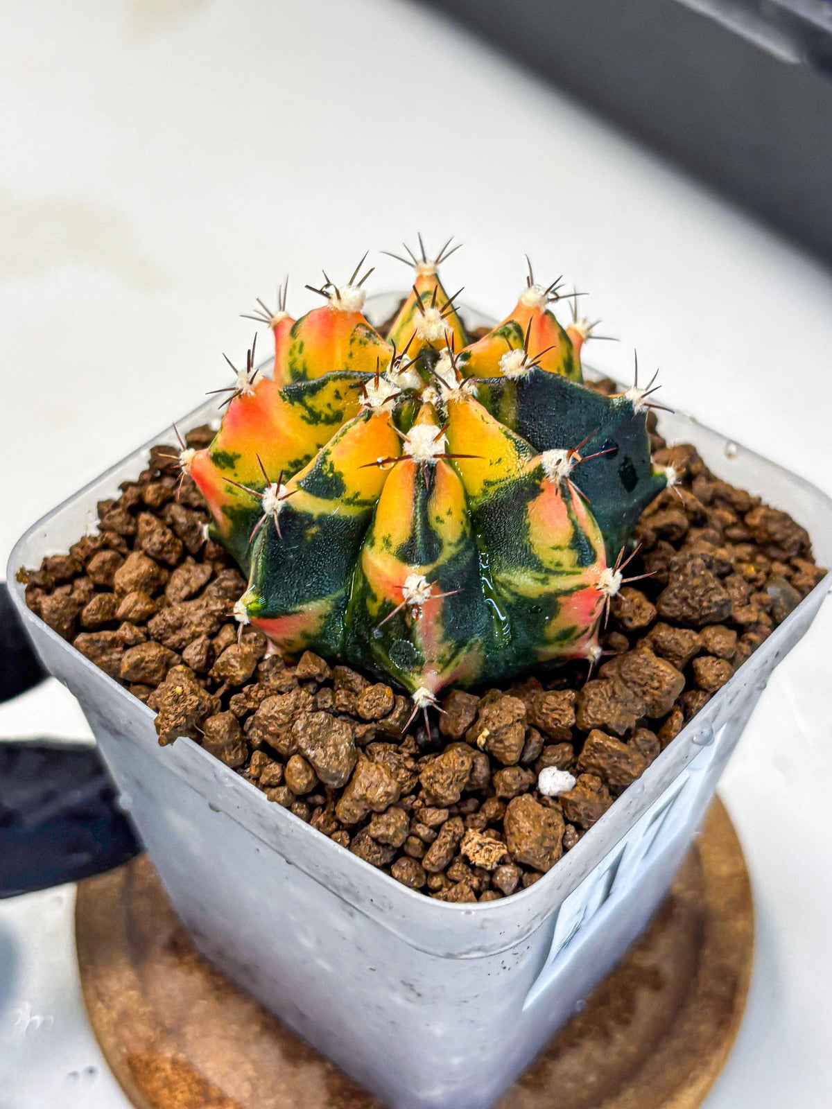 Gymnocalycium Honey Orange (gy7) (b2) | Rare Hybrid cactus