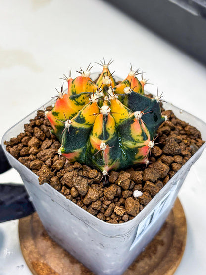 Gymnocalycium Honey Orange (gy7) (b2) | Rare Hybrid cactus