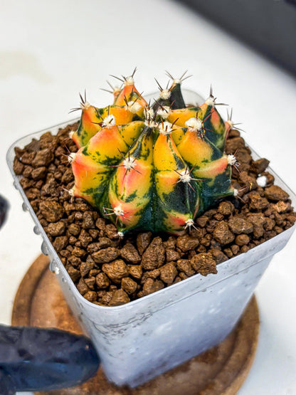 Gymnocalycium Honey Orange (gy7) (b2) | Rare Hybrid cactus