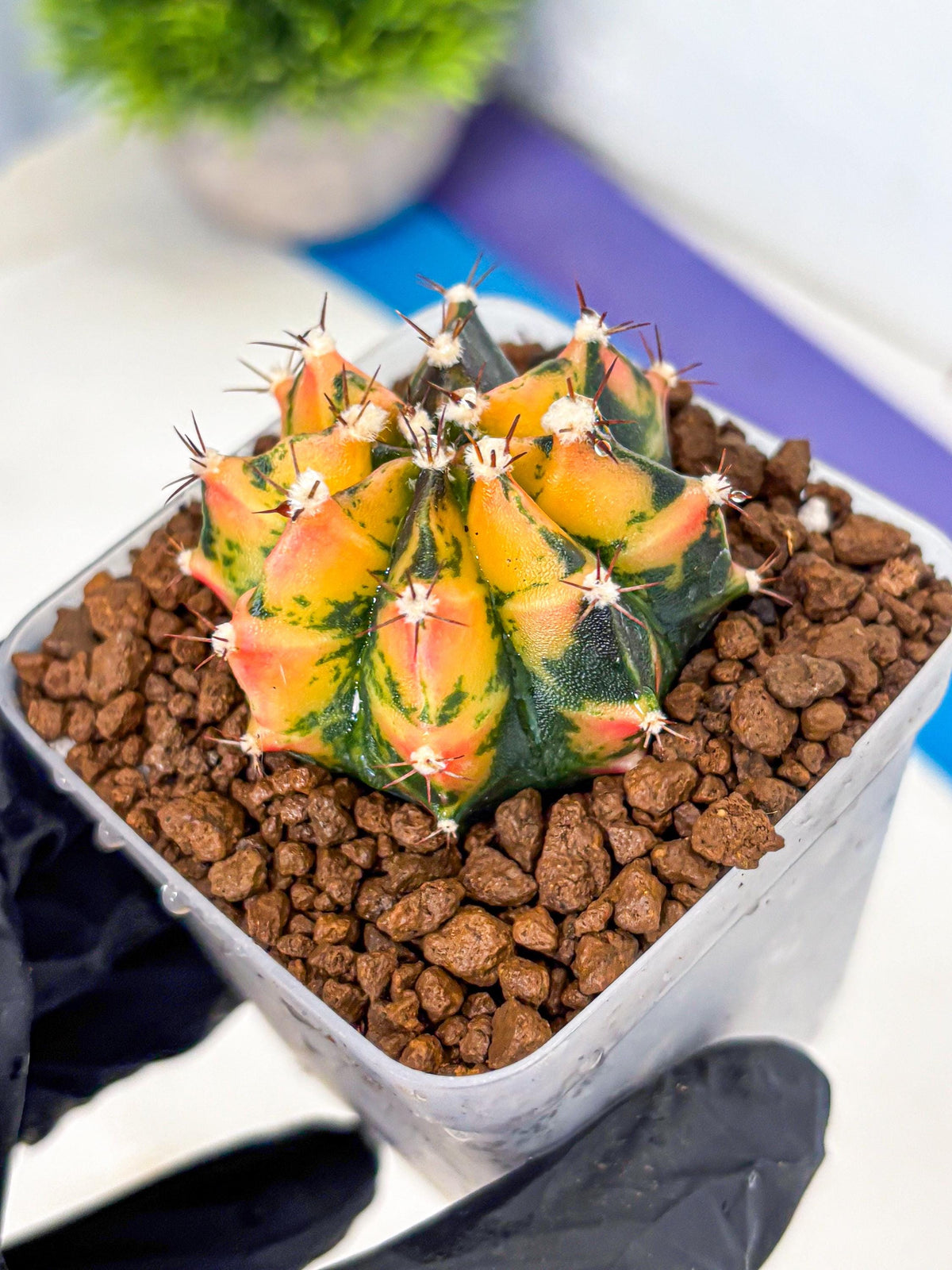 Gymnocalycium Honey Orange (gy7) (b2) | Rare Hybrid cactus
