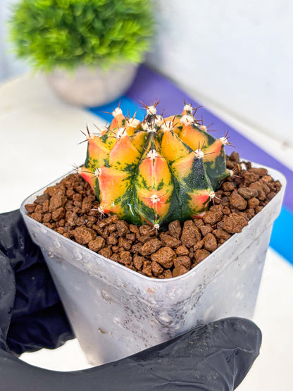 Gymnocalycium Honey Orange (gy7) (b2) | Rare Hybrid cactus