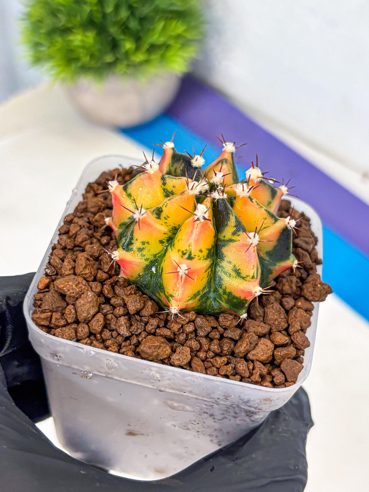 Gymnocalycium Honey Orange (gy7) (b2) | Rare Hybrid cactus