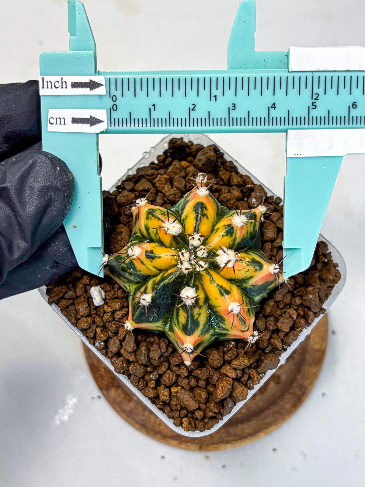 Gymnocalycium Honey Orange (gy7) (b3) | Rare Hybrid cactus