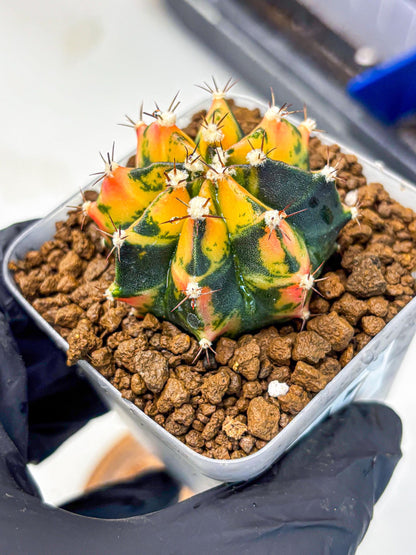 Gymnocalycium Honey Orange (gy7) (b2) | Rare Hybrid cactus