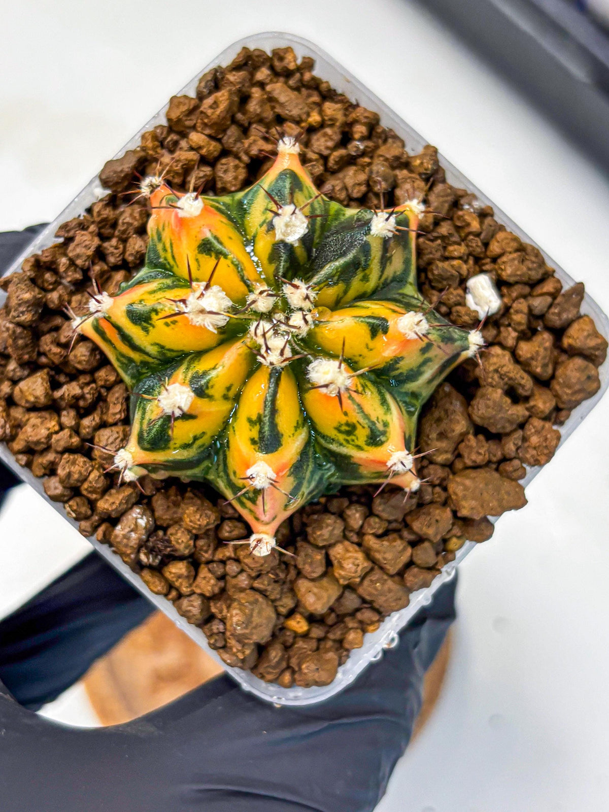 Gymnocalycium Honey Orange (gy7) (b3) | Rare Hybrid cactus