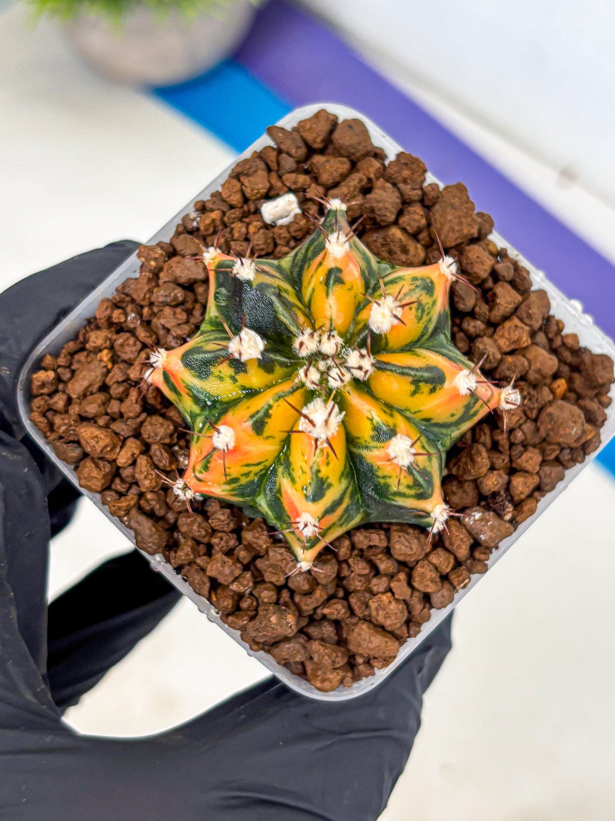 Gymnocalycium Honey Orange (gy7) (b3) | Rare Hybrid cactus