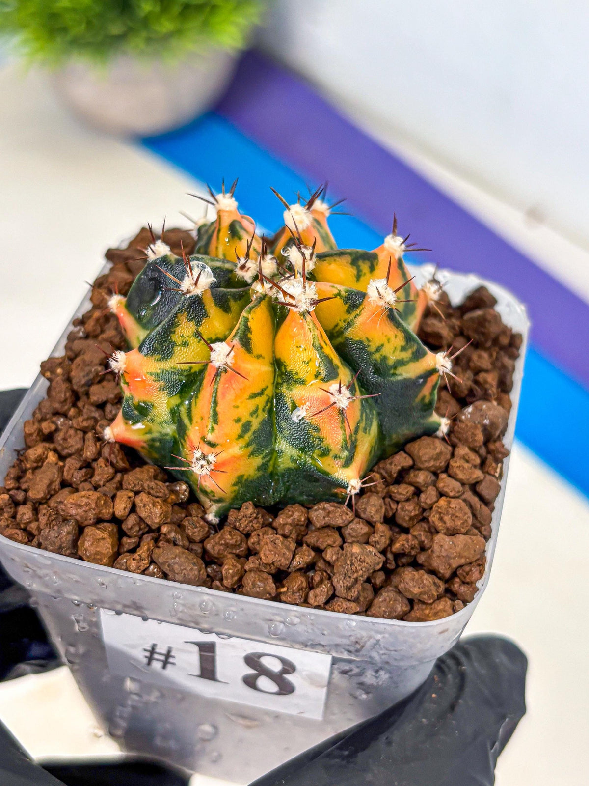 Gymnocalycium Honey Orange (gy7) (b3) | Rare Hybrid cactus