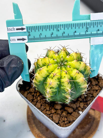 Gymnocalycium Sunflower (gy8) (r4) | Variegated cactus