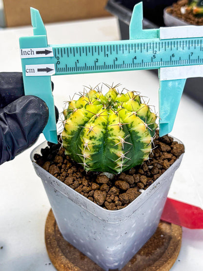 Gymnocalycium Sunflower (gy8) (r4) | Variegated cactus