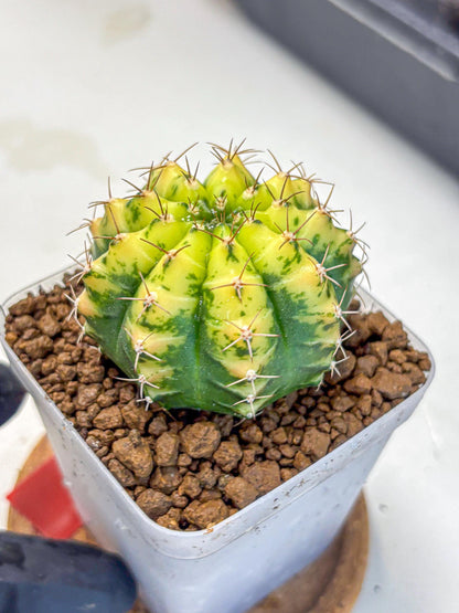 Gymnocalycium Sunflower (gy8) (r4) | Variegated cactus