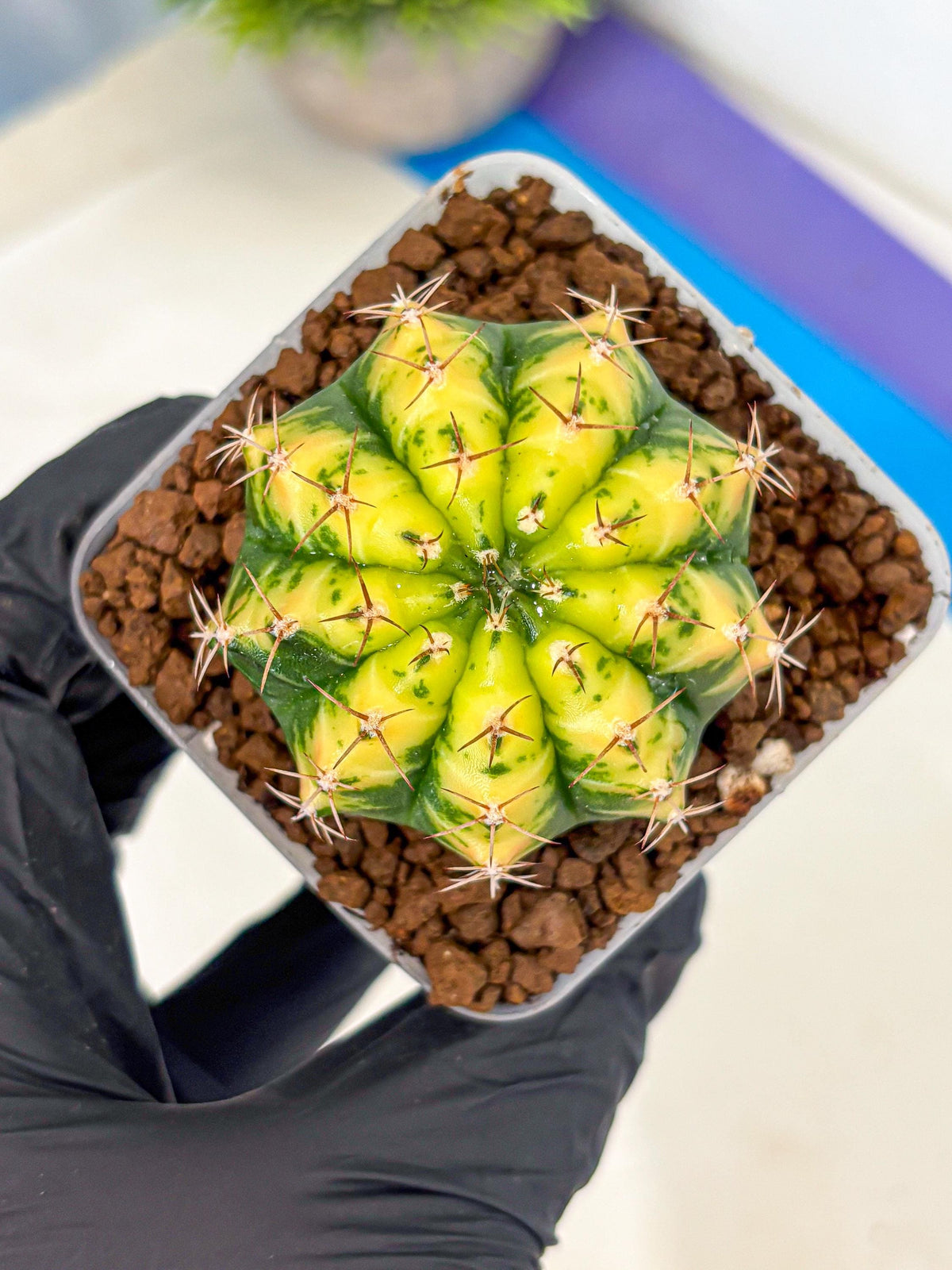 Gymnocalycium Sunflower (gy8) (r4) | Variegated cactus