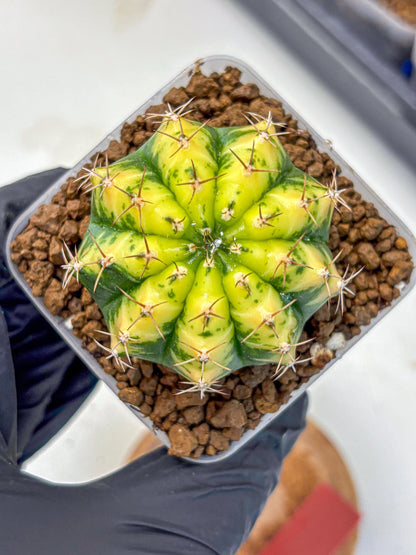 Gymnocalycium Sunflower (gy8) (r4) | Variegated cactus