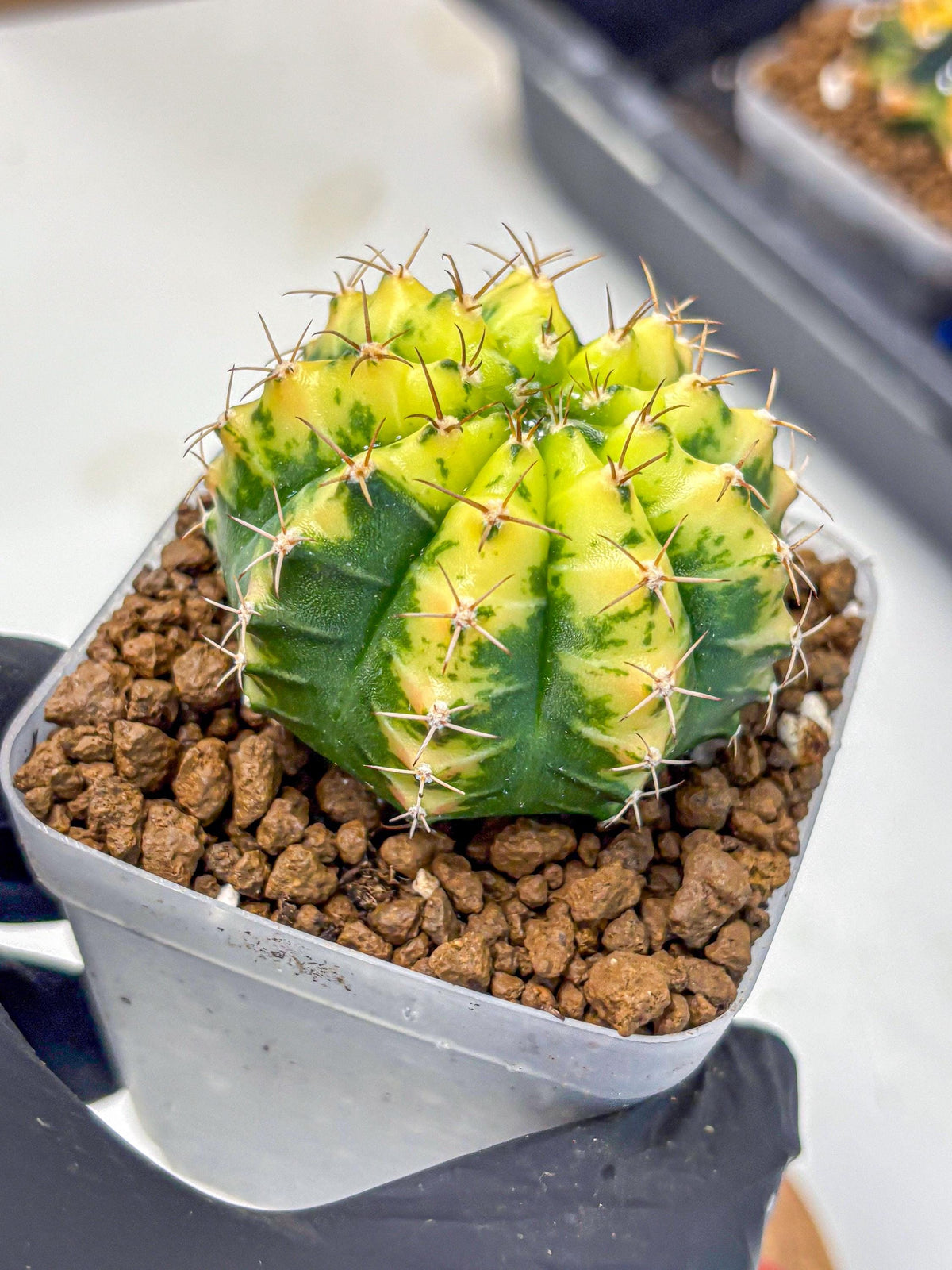 Gymnocalycium Sunflower (gy8) (r4) | Variegated cactus