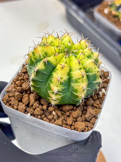 Gymnocalycium Sunflower (gy8) (r4) | Variegated cactus