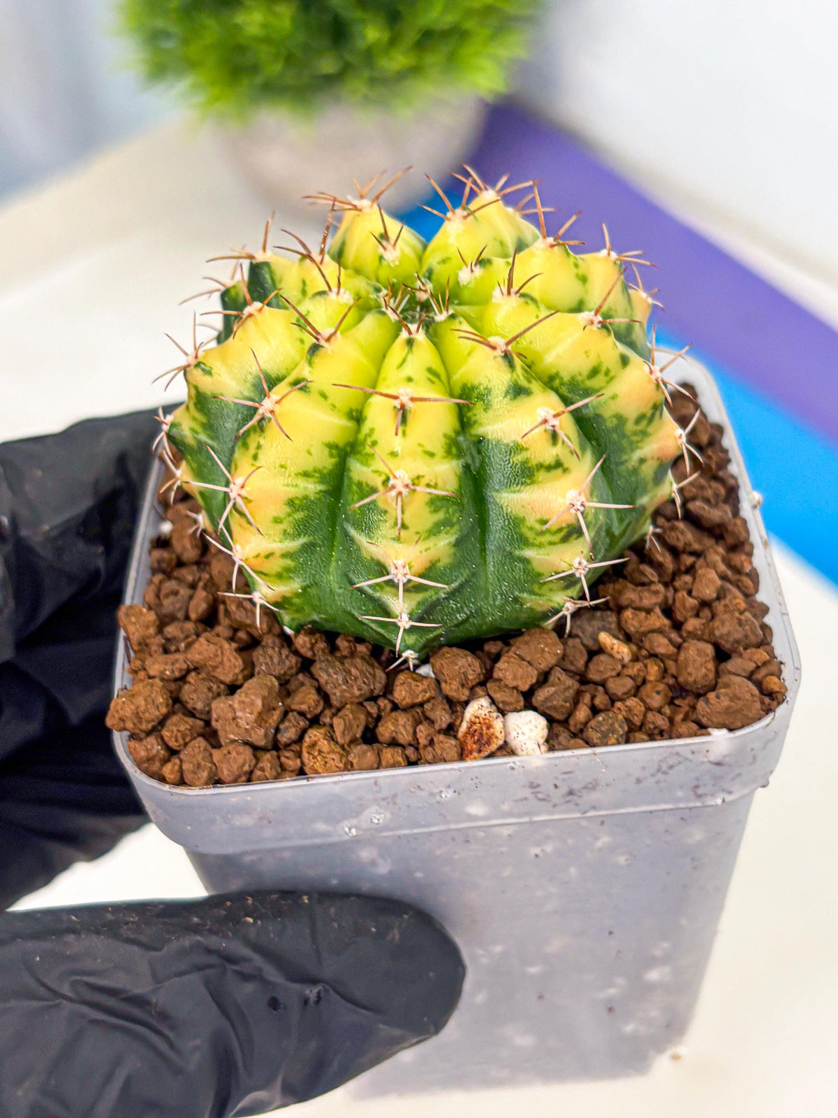 Gymnocalycium Sunflower (gy8) (r4) | Variegated cactus