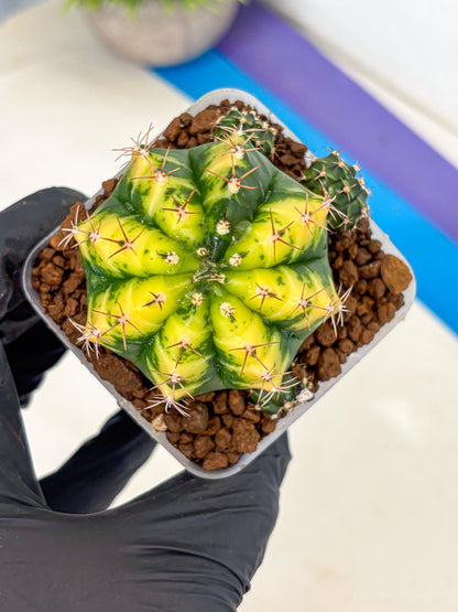 Gymnocalycium Sunflower (gy8) (r3) | Variegated cactus
