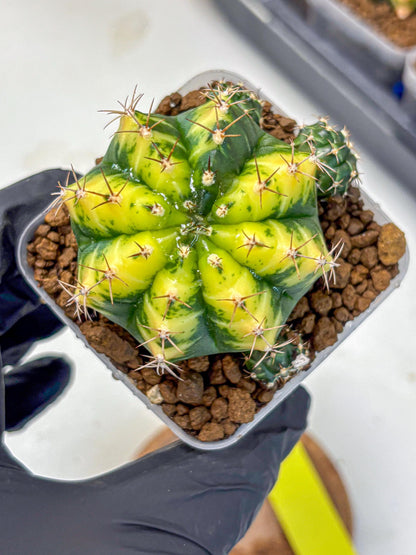 Gymnocalycium Sunflower (gy8) (r3) | Variegated cactus