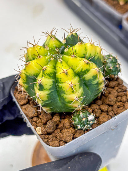 Gymnocalycium Sunflower (gy8) (r3) | Variegated cactus