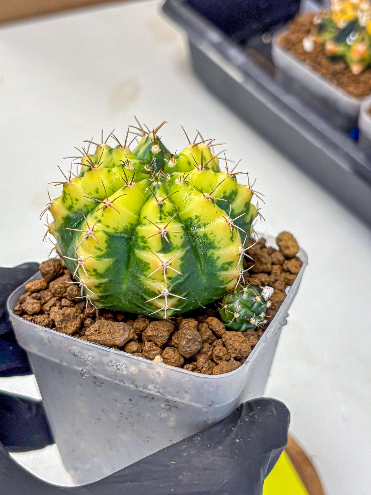 Gymnocalycium Sunflower (gy8) (r3) | Variegated cactus