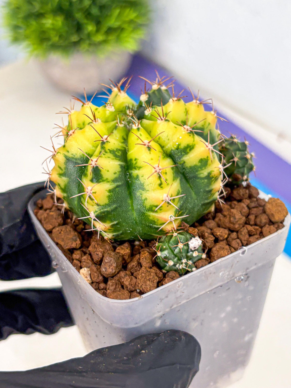 Gymnocalycium Sunflower (gy8) (r3) | Variegated cactus