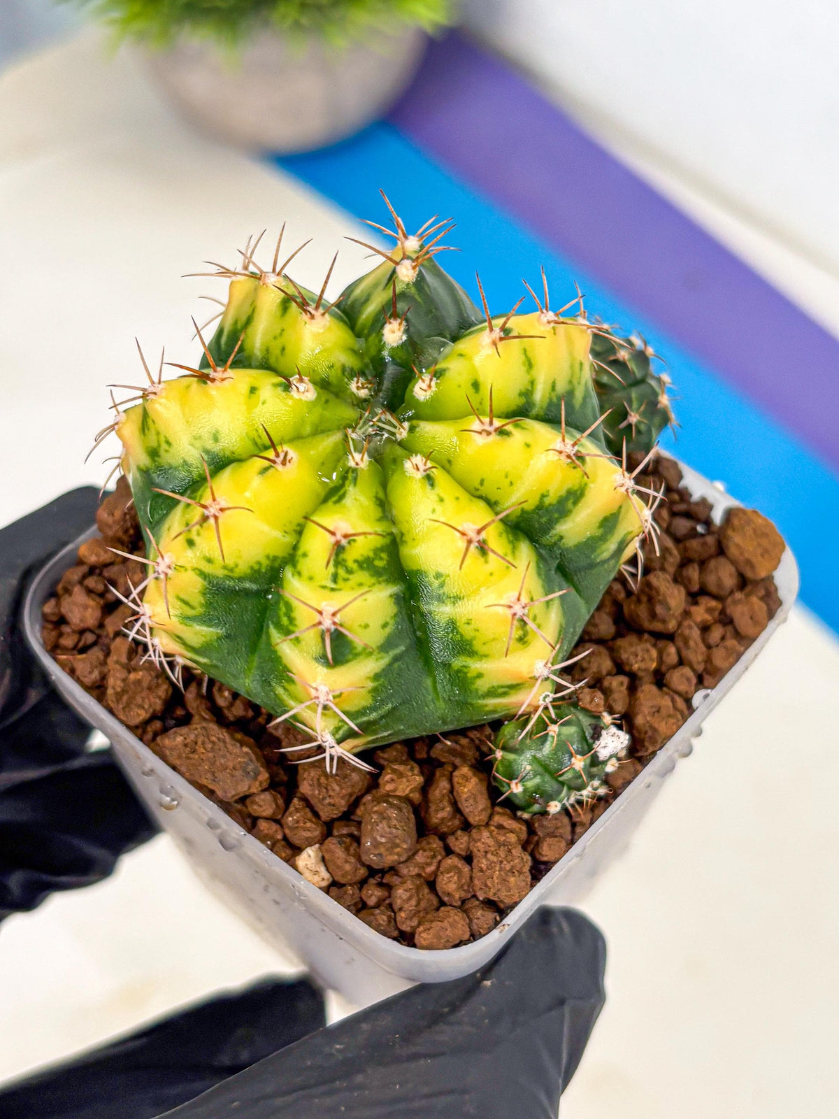 Gymnocalycium Sunflower (gy8) (r3) | Variegated cactus