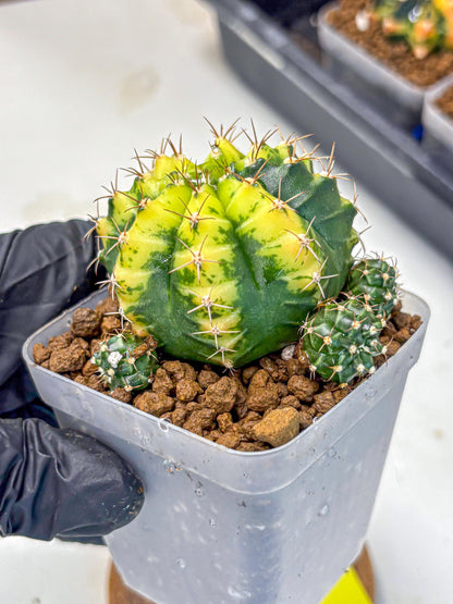 Gymnocalycium Sunflower (gy8) (r3) | Variegated cactus