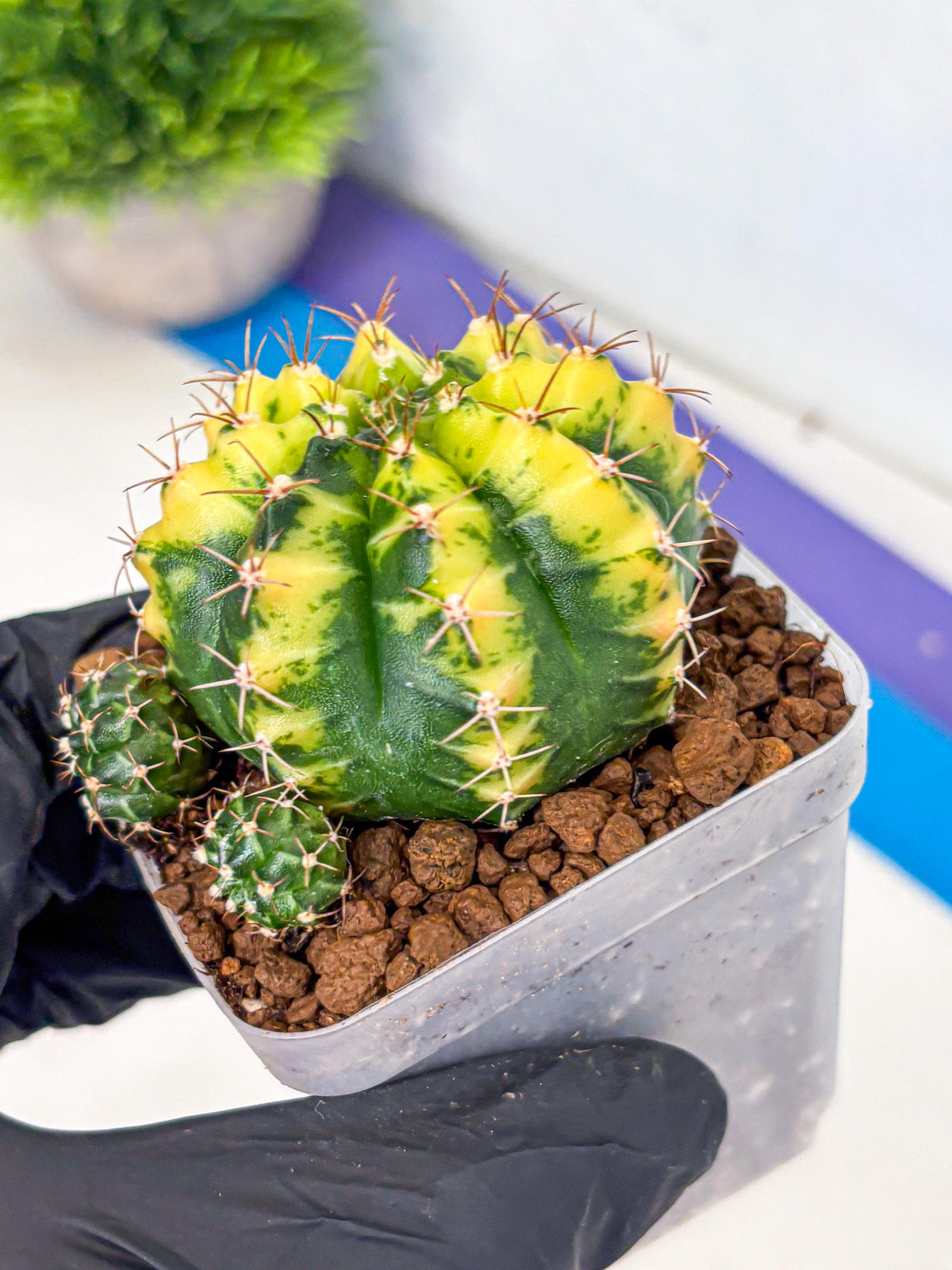 Gymnocalycium Sunflower (gy8) (r3) | Variegated cactus