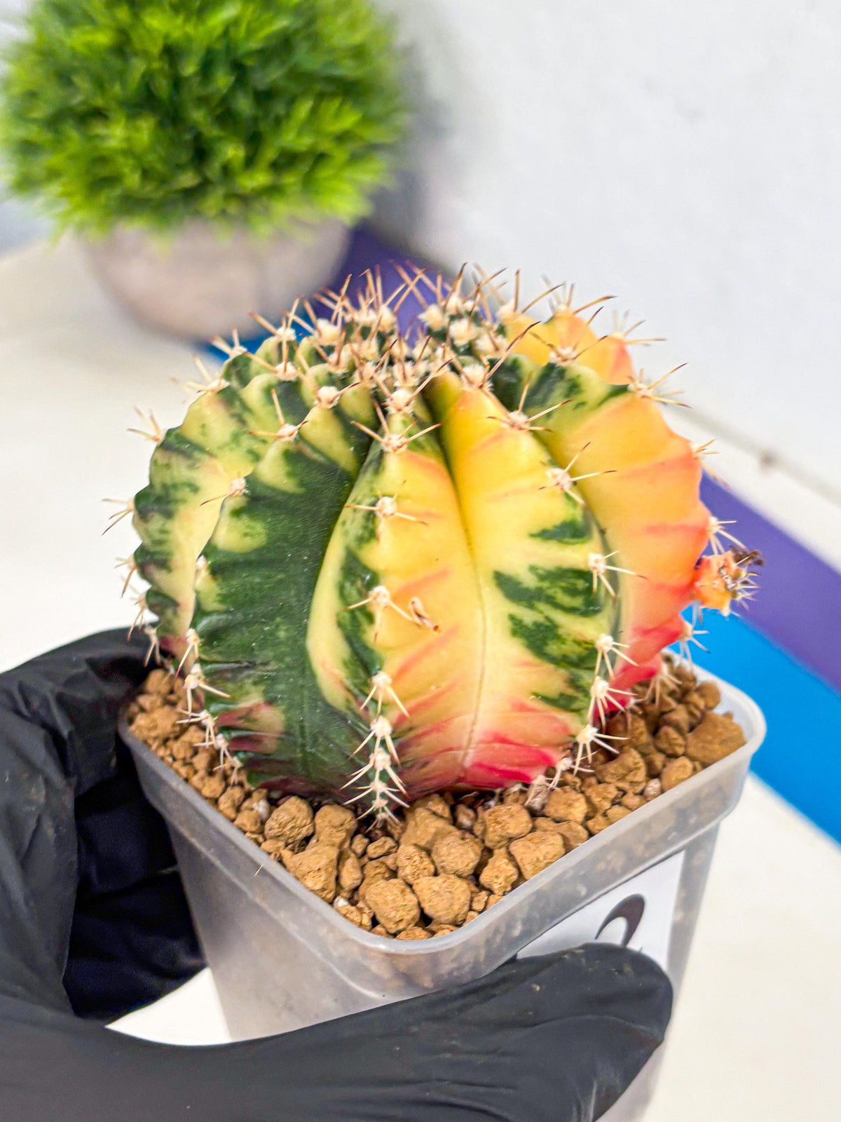 Gymnocalycium Mihanovichii (gy15) (2) | rare cactus Plants