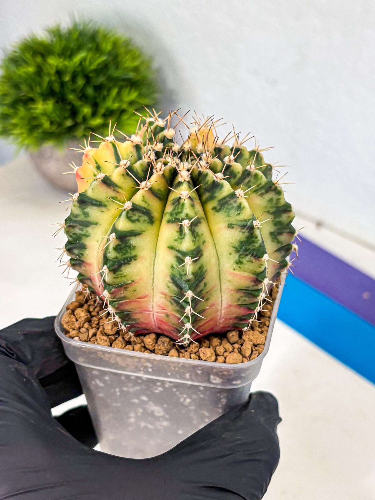 Gymnocalycium Mihanovichii (gy15) (2) | rare cactus Plants