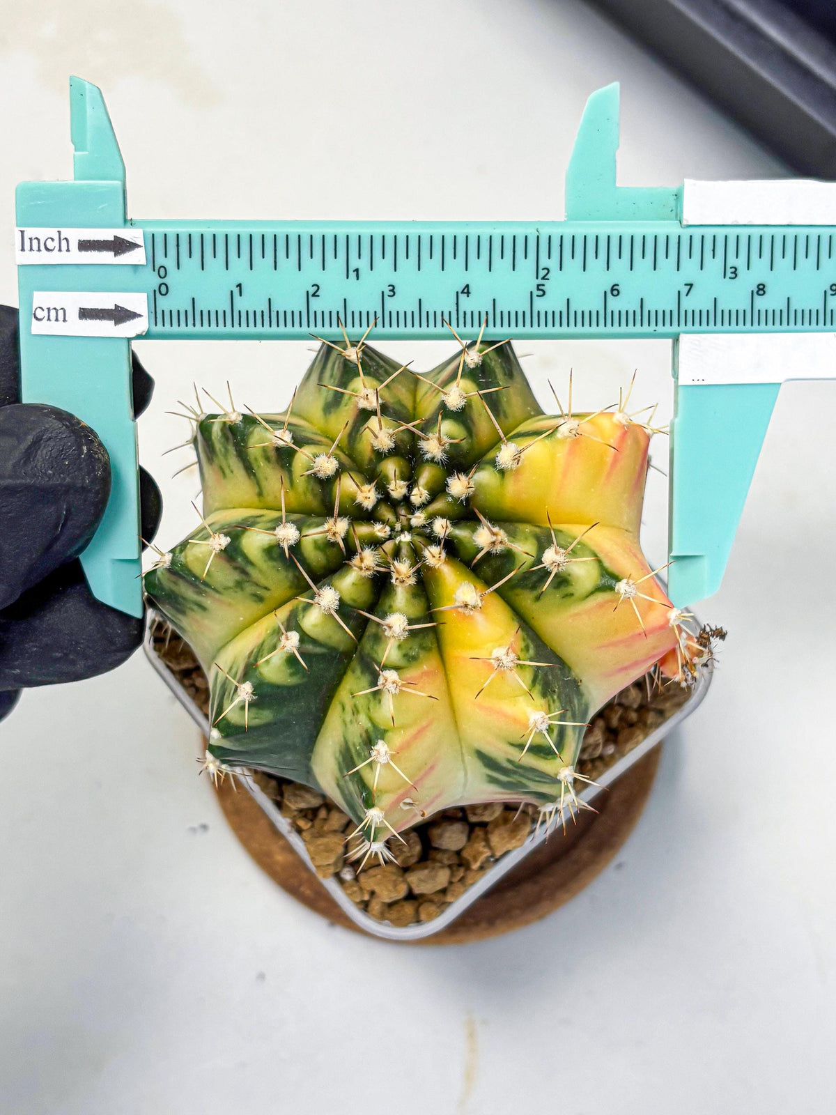 Gymnocalycium Mihanovichii (gy15) (2) | rare cactus Plants