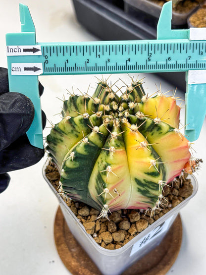 Gymnocalycium Mihanovichii (gy15) (2) | rare cactus Plants