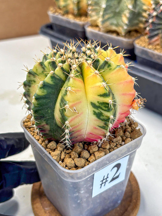 Gymnocalycium Mihanovichii (gy15) (2) | rare cactus Plants