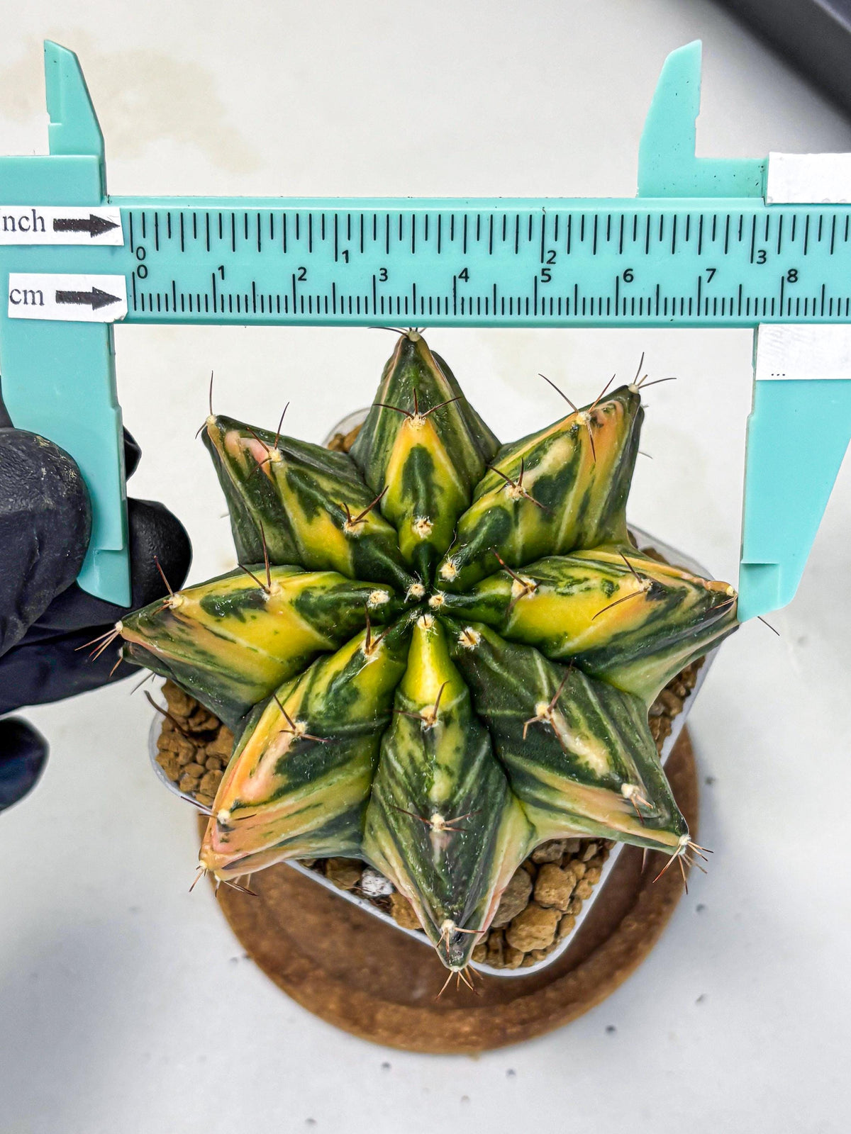 Gymnocalycium Mihanovichii (gy15) (4) | rare cactus Plants
