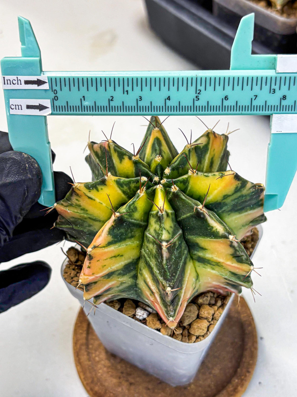 Gymnocalycium Mihanovichii (gy15) (4) | rare cactus Plants