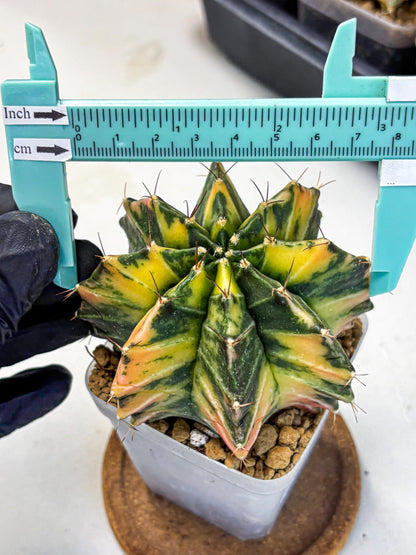 Gymnocalycium Mihanovichii (gy15) (4) | rare cactus Plants