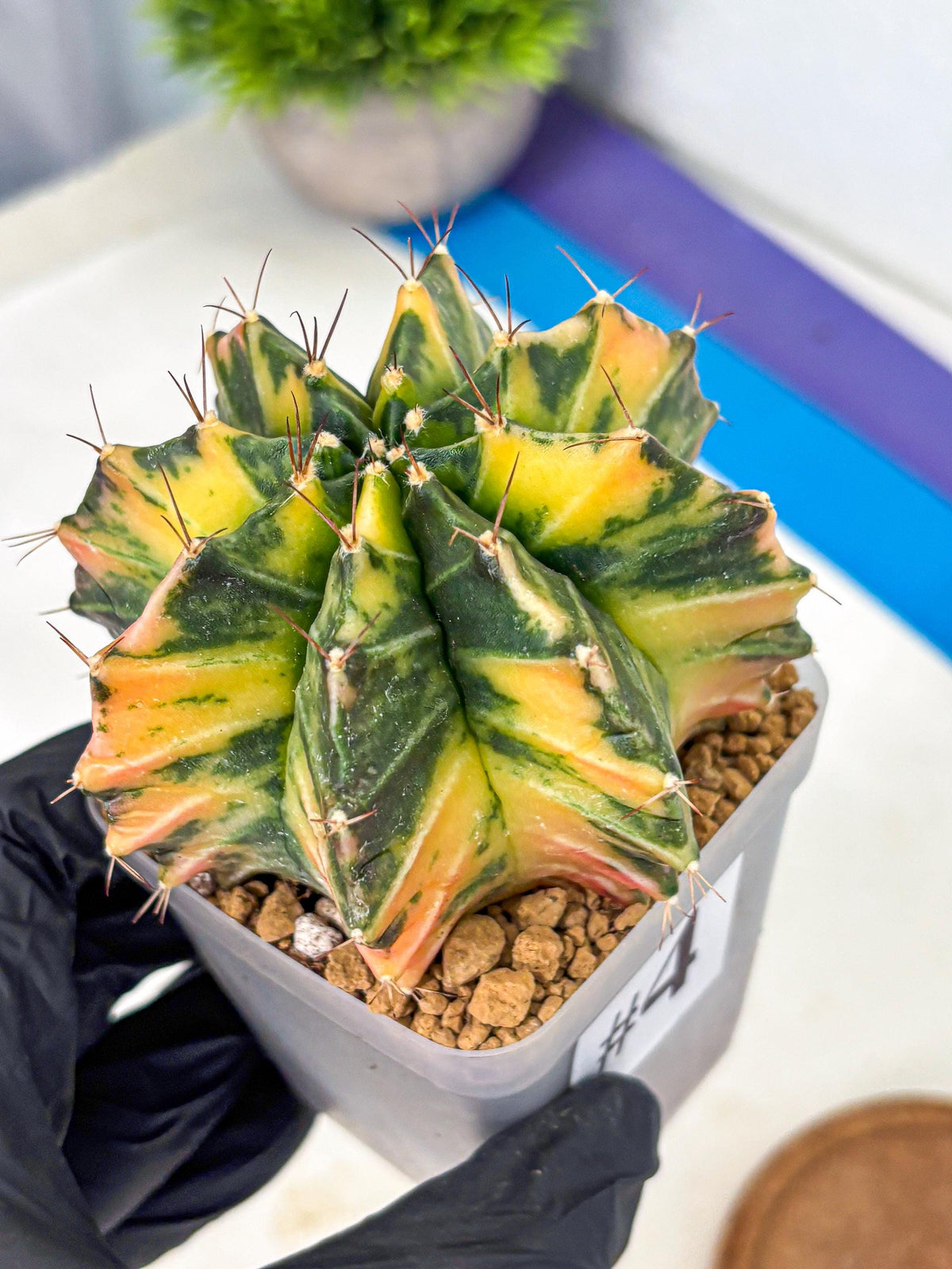 Gymnocalycium Mihanovichii (gy15) (4) | rare cactus Plants