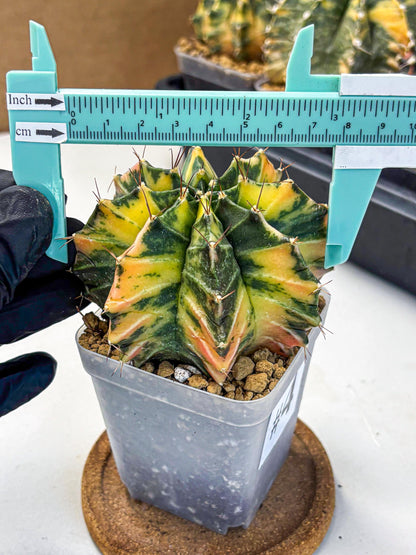 Gymnocalycium Mihanovichii (gy15) (4) | rare cactus Plants