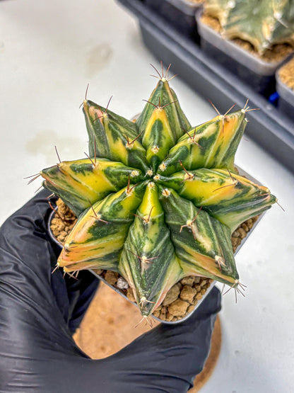 Gymnocalycium Mihanovichii (gy15) (4) | rare cactus Plants