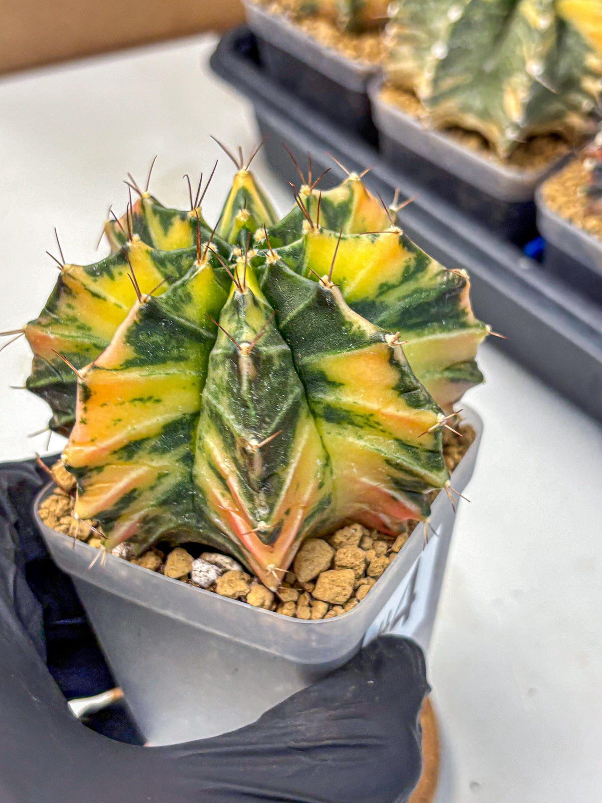 Gymnocalycium Mihanovichii (gy15) (4) | rare cactus Plants